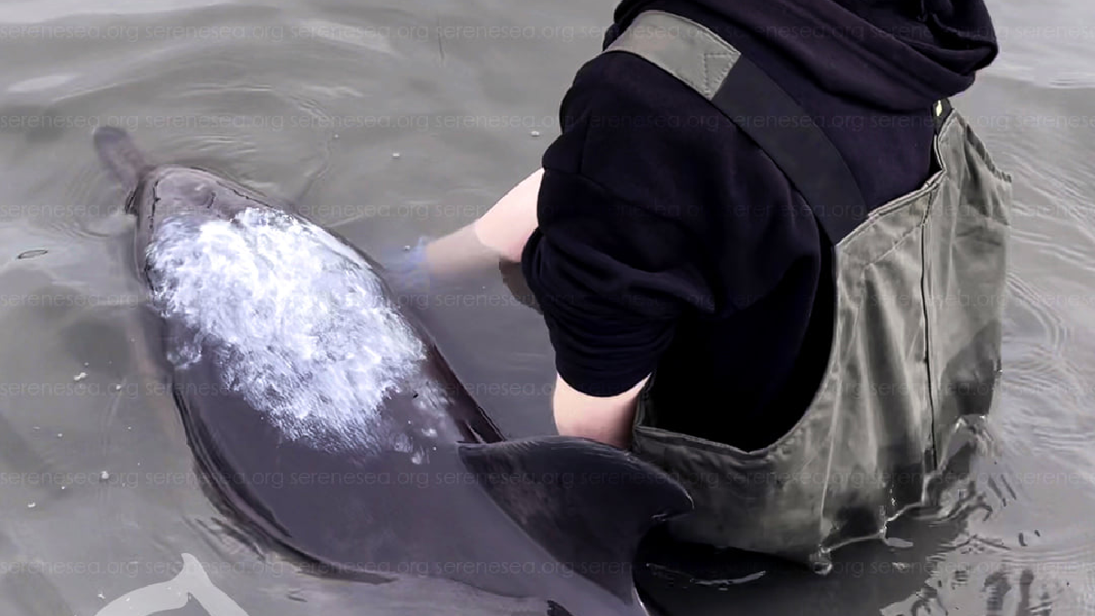 Цьогоріч в окупованому Криму загинуло понад 600 дельфінів